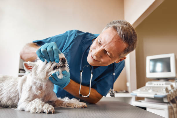 Best Broken or Chipped Tooth Repair in Hammonton, NJ